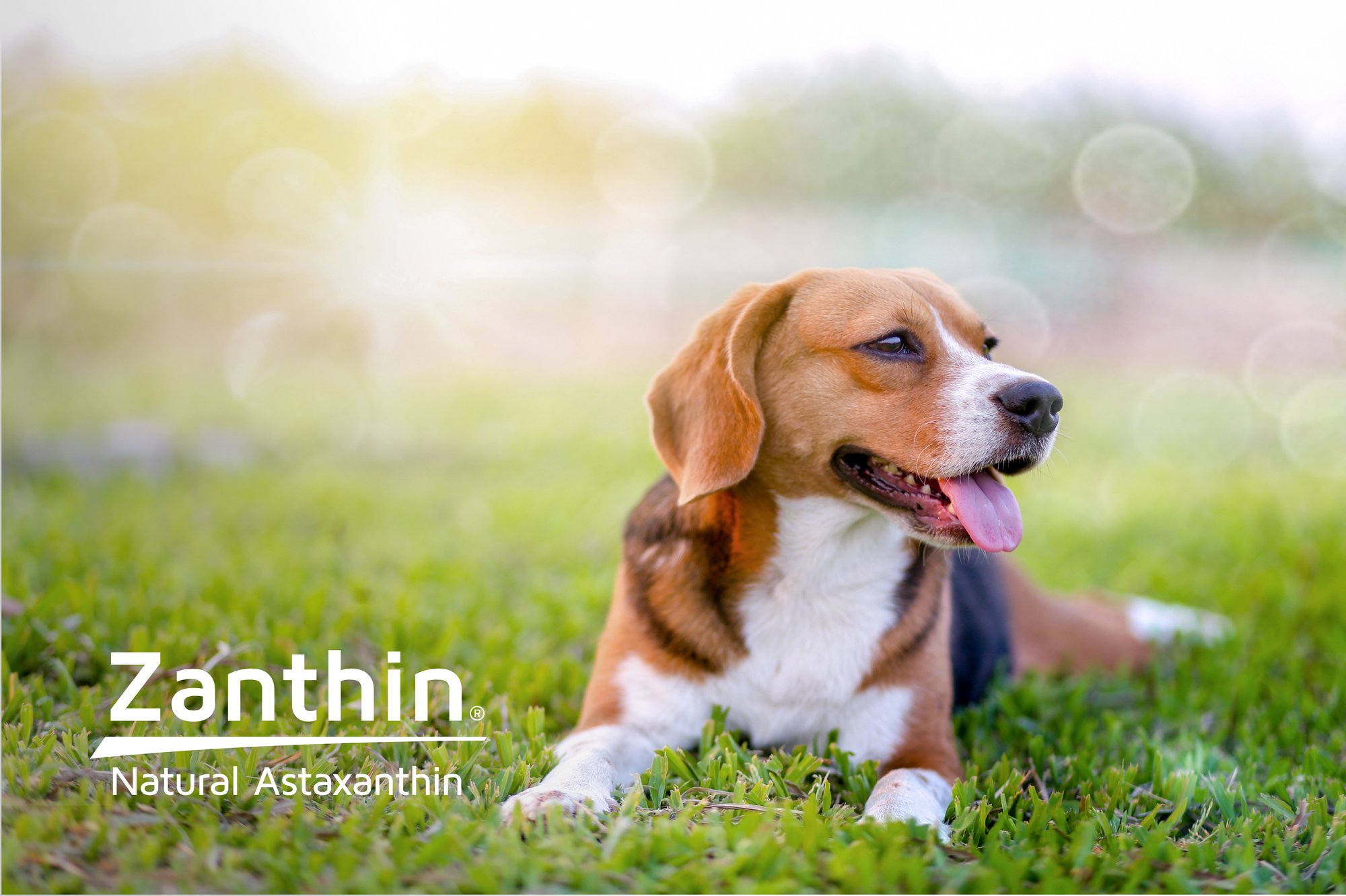 immune-health-dog