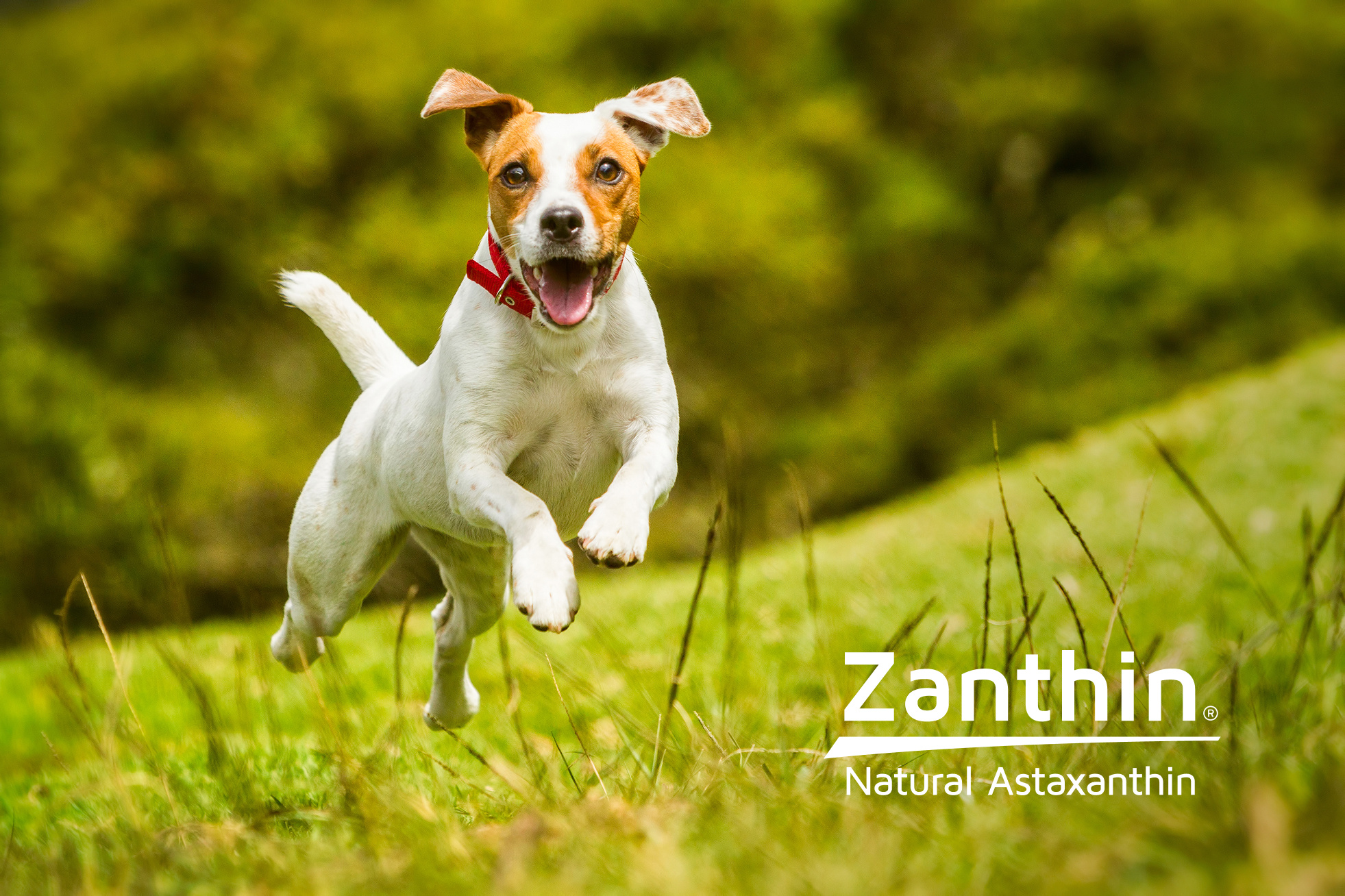 zanthin-dog
